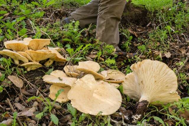 صورة Leucopaxillus albissimus (Peck) Singer 1939