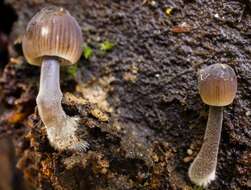 Imagem de Mycena leptocephala (Pers.) Gillet 1876