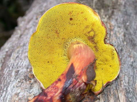 Image of Aureoboletus flaviporus (Earle) Klofac 2010