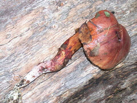 Image of Aureoboletus flaviporus (Earle) Klofac 2010