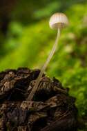 Imagem de Mycena leptocephala (Pers.) Gillet 1876