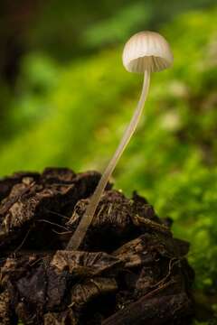 Image of Mycena leptocephala (Pers.) Gillet 1876