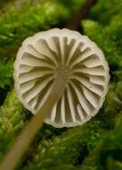 Imagem de Mycena leptocephala (Pers.) Gillet 1876