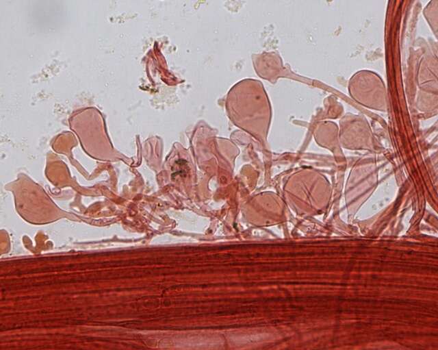 Imagem de Mycena leptocephala (Pers.) Gillet 1876