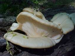 Image of Pleurotus