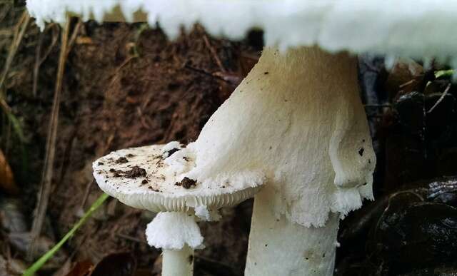 Image of Western North American Destroying Angel