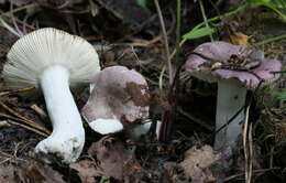 Plancia ëd Russula violacea Quél. 1882