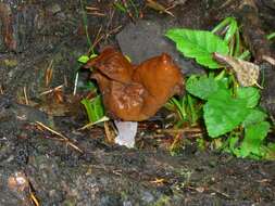 Imagem de Gyromitra