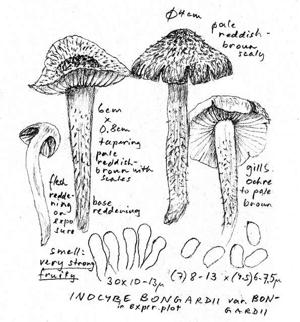 Plancia ëd Inocybe