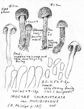 Image of Inocybe