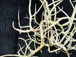 Слика од Usnea fragilescens Hav. ex Lynge