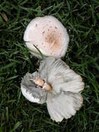 Chlorophyllum resmi