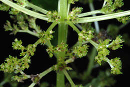 Image of Canadian clearweed