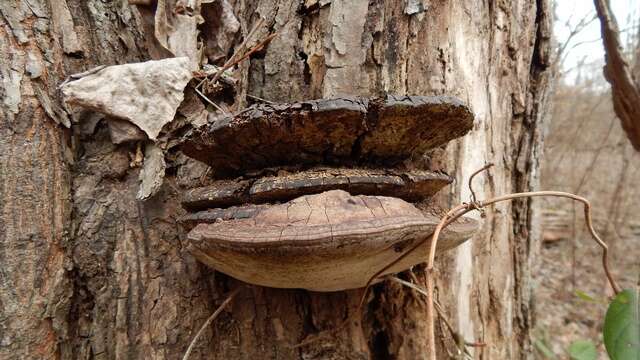 Image of Ganoderma lobatum (Cooke) G. F. Atk. 1908