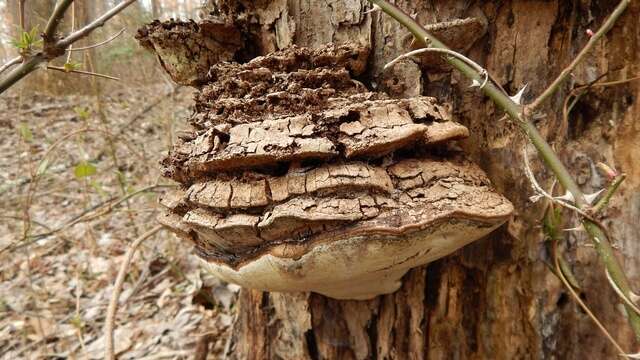 Image of Ganoderma lobatum (Cooke) G. F. Atk. 1908