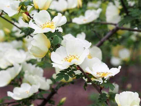 Rosa sericea Lindl. resmi