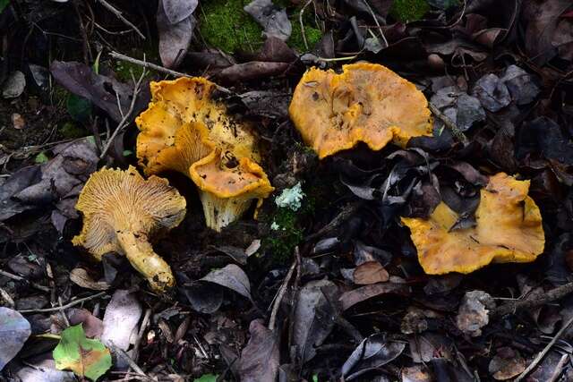 Image of Cantharellus californicus D. Arora & Dunham 2008