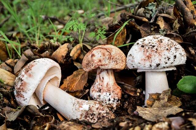 Plancia ëd Amanita novinupta Tulloss & J. Lindgr. 1994