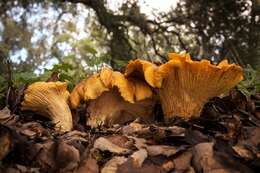 Image of Cantharellus californicus D. Arora & Dunham 2008