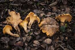 Image of Cantharellus californicus D. Arora & Dunham 2008