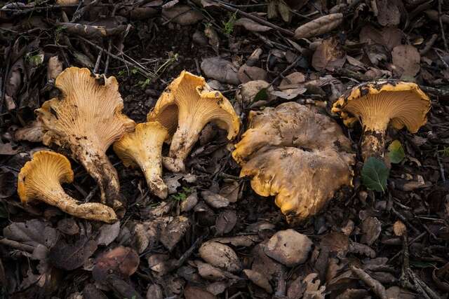 Image of Cantharellus californicus D. Arora & Dunham 2008