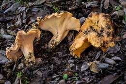 Image of Cantharellus californicus D. Arora & Dunham 2008