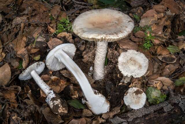 Image of Western North American Destroying Angel