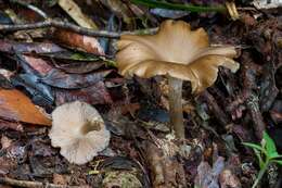 Image of Entoloma cuboidosporum (Beeli) E. Horak 1976