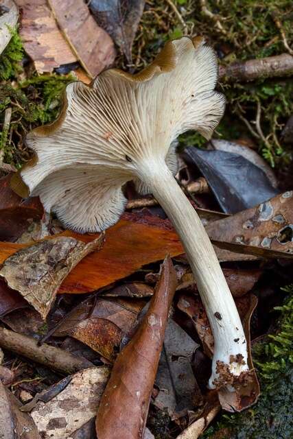 Image of Entoloma cuboidosporum (Beeli) E. Horak 1976