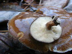 Image of Lentinus