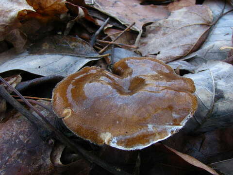 Image de Lentinus