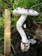 Image of Western North American Destroying Angel