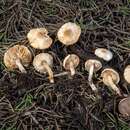 Image of Lepiota thiersii Sundb. 1989