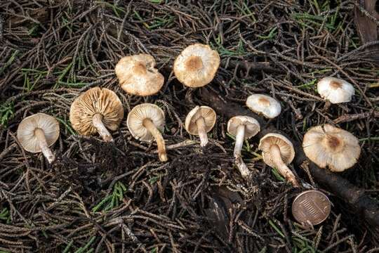 Lepiota resmi