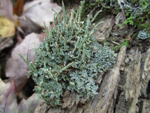 Слика од Cladonia ochrochlora Flörke