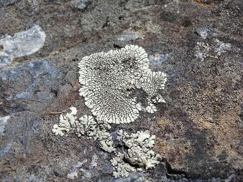 Image of mountain lichen