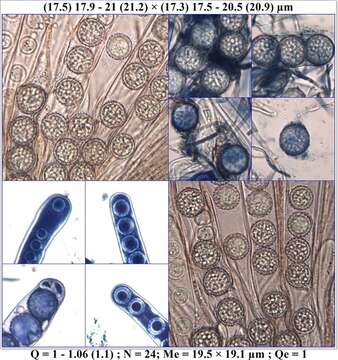 Image of Scutellinia barlae (Boud.) Maire 1933