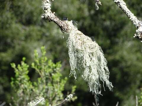 Image of Fishnet;   Menzies' cartilage lichen