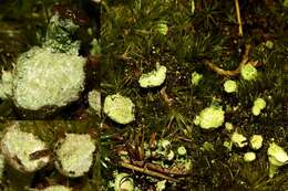 Image of cup lichen