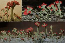 Слика од Cladonia cristatella Tuck.