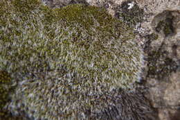 Image of grimmia dry rock moss