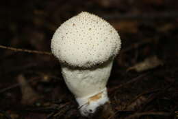 Imagem de Lycoperdon