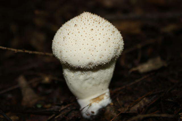 Imagem de Lycoperdon