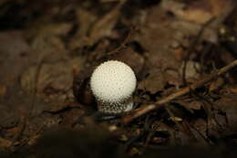 Imagem de Lycoperdon