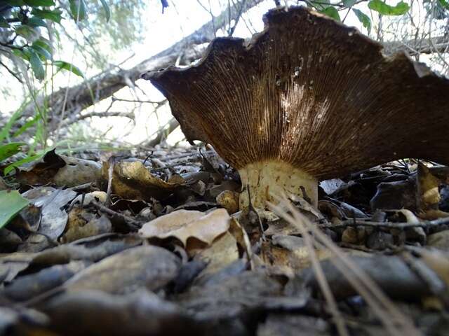 Слика од Lactarius argillaceifolius Hesler & A. H. Sm. 1979