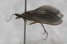 Image of Lepidostoma (Nosopus) cascadense (Milne 1936)