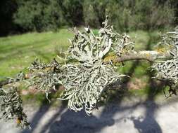 Image of cartilage lichen