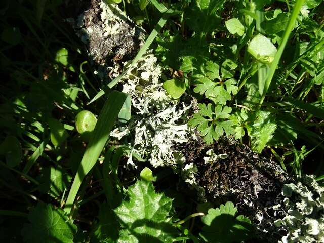 Image of ring lichen