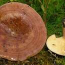 Image de Lactarius hysginus (Fr.) Fr. 1838