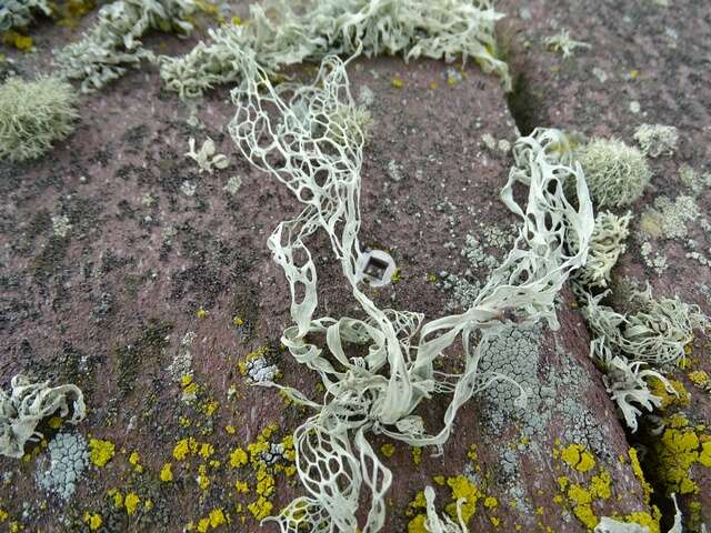 Image of Fishnet;   Menzies' cartilage lichen